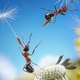 Illustration for article titled Fanciful photos reveal the whimsical secret lives of ants